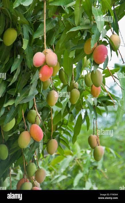Kumaran Properties Farm Project