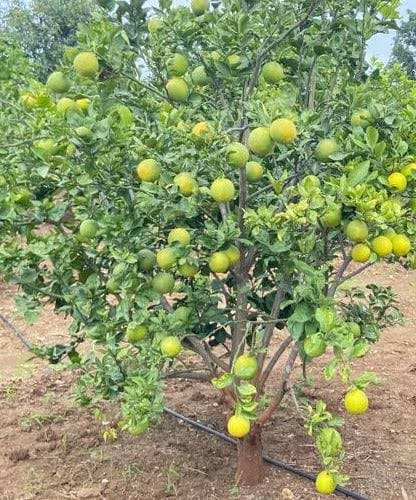 Kumaran Properties Farm Project