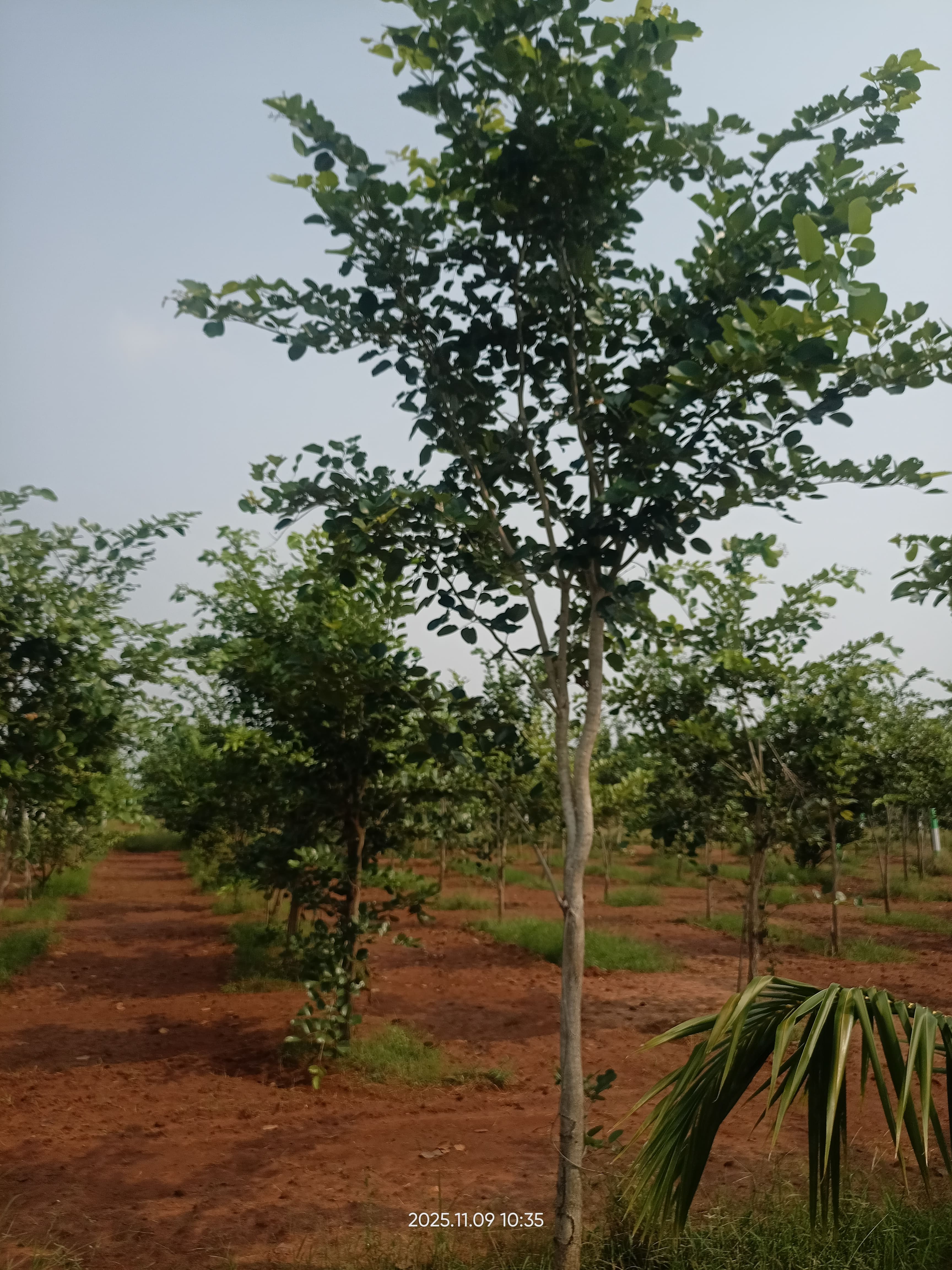 Kumaran Properties Farm Project